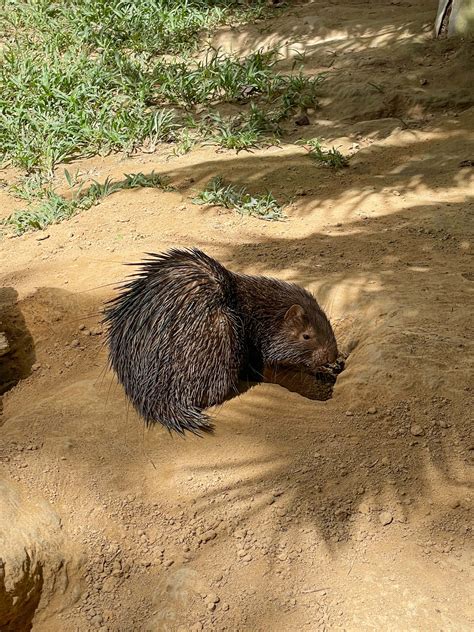 calauit safari park|philippine porcupine.